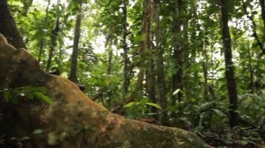 Tropikal yağmur ormanlarındaki büyük ağaç, Ekvador Yukarı Amazon, Napo Eyaleti, video 