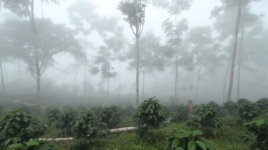 Sis, bitki örtüsü, ağaçlar ve yeşil yapraklardaki tropikal yağmur ormanlarının videosu