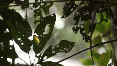 Yeşil yapraklı, yağmur yağan tropik orman ağaçlarının videosunu kapat 