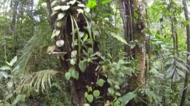 Geniş görünüm yağmur ormanları ağaçları, yapraklar ve yeşil yapraklar 