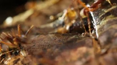 Yaprak kesen karıncaların videosu, Atta sp yaprakları taşıyor. 