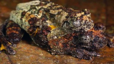 Neotropik mermer ağaçların çiftleşmesi, Dendropthe marmoratus, video 