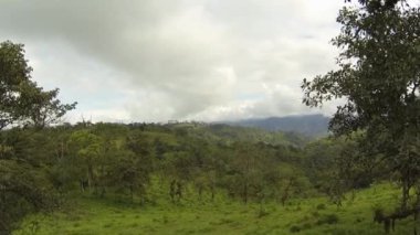 Bitkiler ve ağaçlarla dolu kırsal alan, yaz videoları 