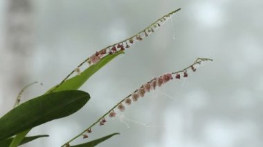 Mikro orkide Stelis sp çiçekli, And Dağları, Ekvador