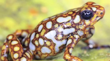 Harlequin Zehirli Kurbağa Nefes, Batı Ekvador, yeşil yapraklı lita 