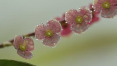Mikro orkide Stelis sp çiçekli, And Dağları, Ekvador