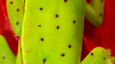 Spotted Treefrog derisi, Hypsiboas punctatus yağmur ormanlarında tropikal bir çiçek, Ekvador
