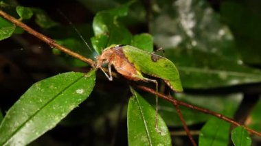 Yeşil Katydid, Ekvador 'un videosu
