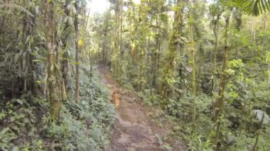 Video, patika yolda yürümek ağaçlarla, yaz mevsimi 