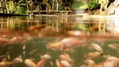Tilapia 'nın havuzdaki videosu, balıklı su birikintisi