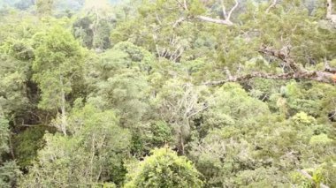 hava manzarası, tropikal yeşil orman, çevre florası, video