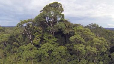 Yeşil ağaçlar, çevre bitki örtüsü, orman videosu 