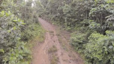 Video, ormanda yol, ağaçlarla, yaz mevsimi. 