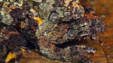 Neotropik mermer ağaçların çiftleşmesi, Dendropthe marmoratus, video 