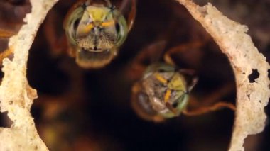 Yerli arıların videosu, Ekvador Amazon