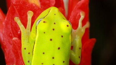Spotted Treefrog, Hypsiboas punctatus 'un yağmur ormanlarında tropikal bir çiçek üzerindeki videosu, Ekvador