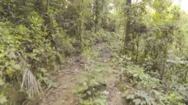 Video, ormanda yol, ağaçlarla, yaz mevsimi. 