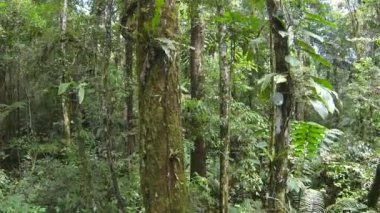 tropikal orman, çevre, video 