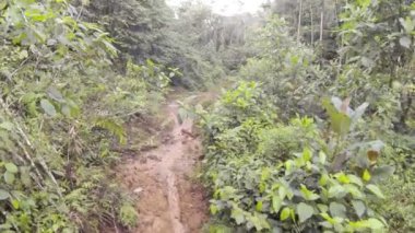 Video, ormanda yol, ağaçlarla, yaz mevsimi. 