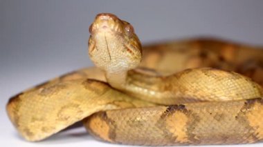 Zehirli Fer de Lance yılanı videosu, dilli Bothrops atrox. 