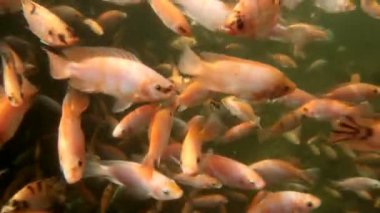 Tilapia 'nın havuzdaki videosu, balıklı su birikintisi