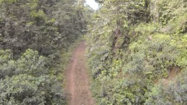 Ağaçlı ormanda vahşi bir yol, video. 