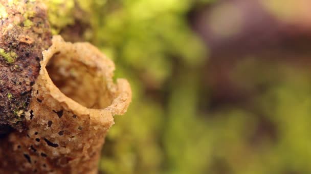 Vídeo Entrada Abelhas Ninho Floresta Tropical Equador — Vídeo de Stock