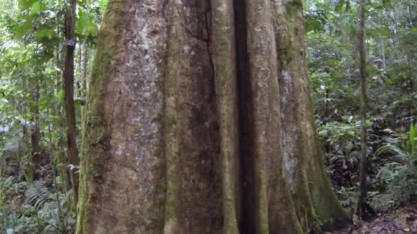 Árbol Grande Selva Tropical Amazonía Alta Ecuatoriana Provincia Del Napo — Vídeo de stock