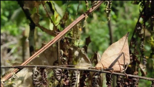 Hoja Imitar Katydid Selva Tropical Ecuador Naturaleza Video — Vídeos de Stock