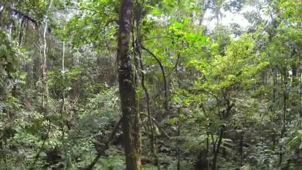 Breedbeeld Video Van Bosbomen Bladeren Groene Bladeren — Stockvideo