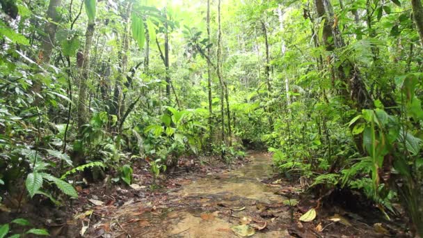 Vídeo Floresta Tropical Verde Fluxo Água Flora Ambiental — Vídeo de Stock
