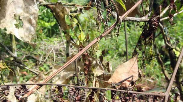 Leaf Mimic Katydid Rainforest Ecuador Nature Video — Stock Video