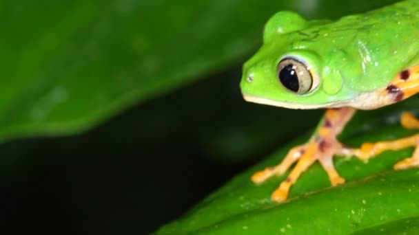 カエル ジャングル熱帯カエルのビデオ — ストック動画