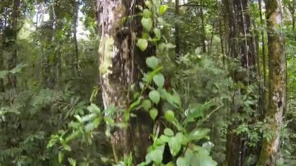 Ampio Video Alberi Della Foresta Pluviale Fogliame Foglie Verdi — Video Stock