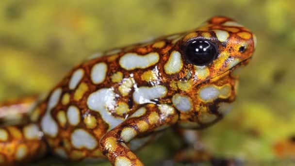 โอของการหายใจของกบพ Harlequin Ecuador ตะว นตก Lita บนใบส — วีดีโอสต็อก