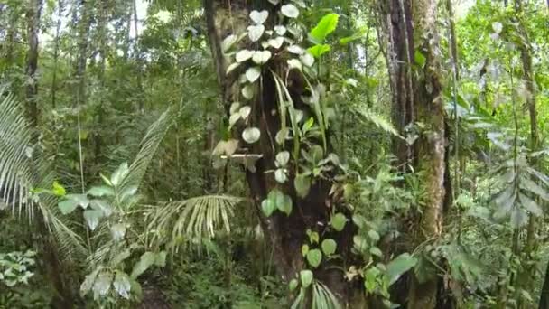 Foresta Tropicale Ambiente Video — Video Stock