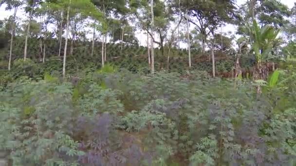 paysage, arbres verts feuillage, vidéo 