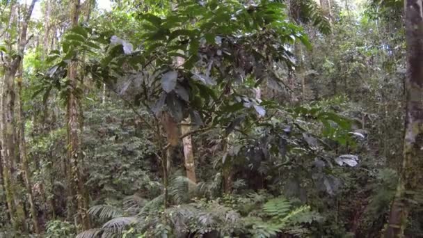 forêt tropicale, environnement, vidéo 
