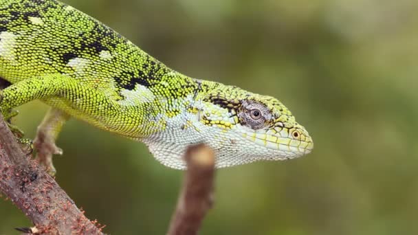 Видео Зеленой Ящерицы Рептилии Природе Bertholds Bush Anole Polychrus Gutturosus — стоковое видео