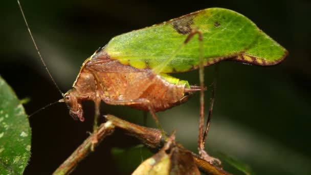 Yeşil Katydid Ekvador Videosu — Stok video