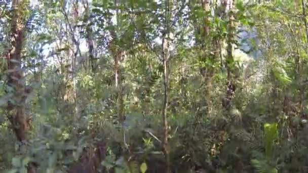Amplio Video Vista Bosque Verde Tropical — Vídeos de Stock