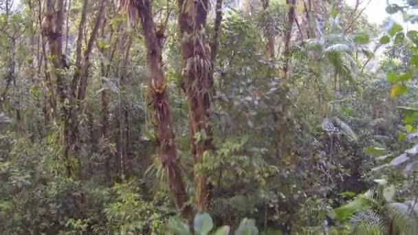 Bredbildsvideo Tropiska Skogsträd Lövverk — Stockvideo