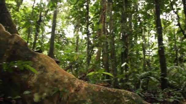 Stort Träd Tropisk Regnskog Ecuadors Övre Amazonas Napo Provinsen Video — Stockvideo
