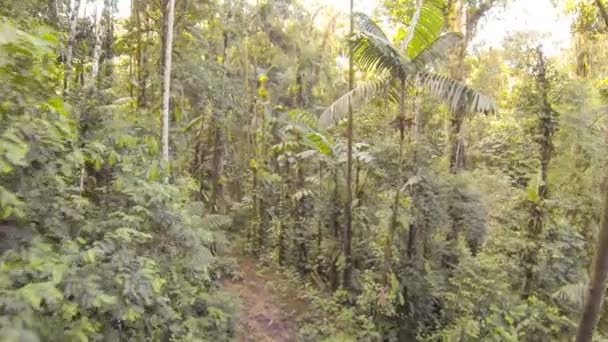 vidéo, randonnée pédestre en forêt avec arbres, saison estivale 