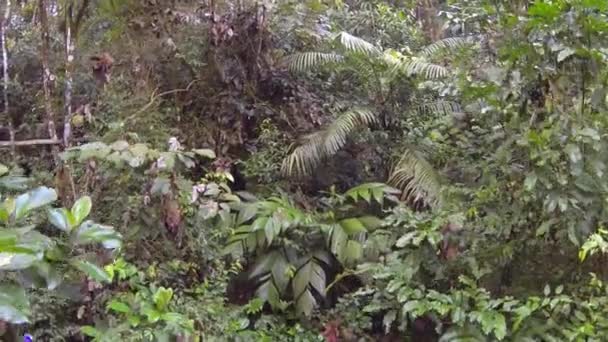 Bosque Verde Tropical Botánico Flora Del Medio Ambiente Amplia Vista — Vídeo de stock