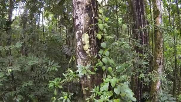 Wide View Video Rainforest Trees Foliage Green Leaves — Stock Video