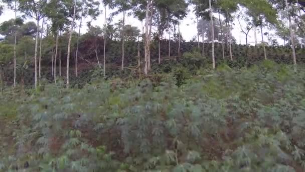 Bitkiler Ağaçlarla Dolu Kırsal Alan Yaz Videoları — Stok video