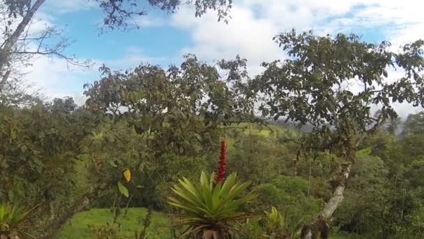 Landschap Groene Bomen Gebladerte Video — Stockvideo