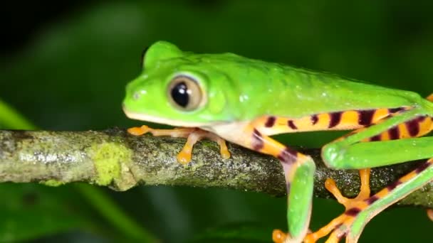 Video Rana Hoja Rayada Tigre Arrastrándose Rama Árbol Phyllomedusa Tomopterna — Vídeo de stock