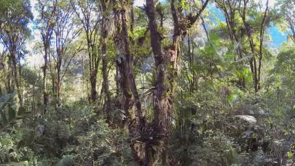 Ботанический Тропический Зеленый Лес Окружающая Флора Широкий Обзор Видео — стоковое видео